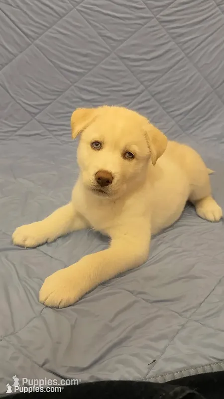Green Collar – Siberian Husky puppy for sale in Colorado Springs, CO