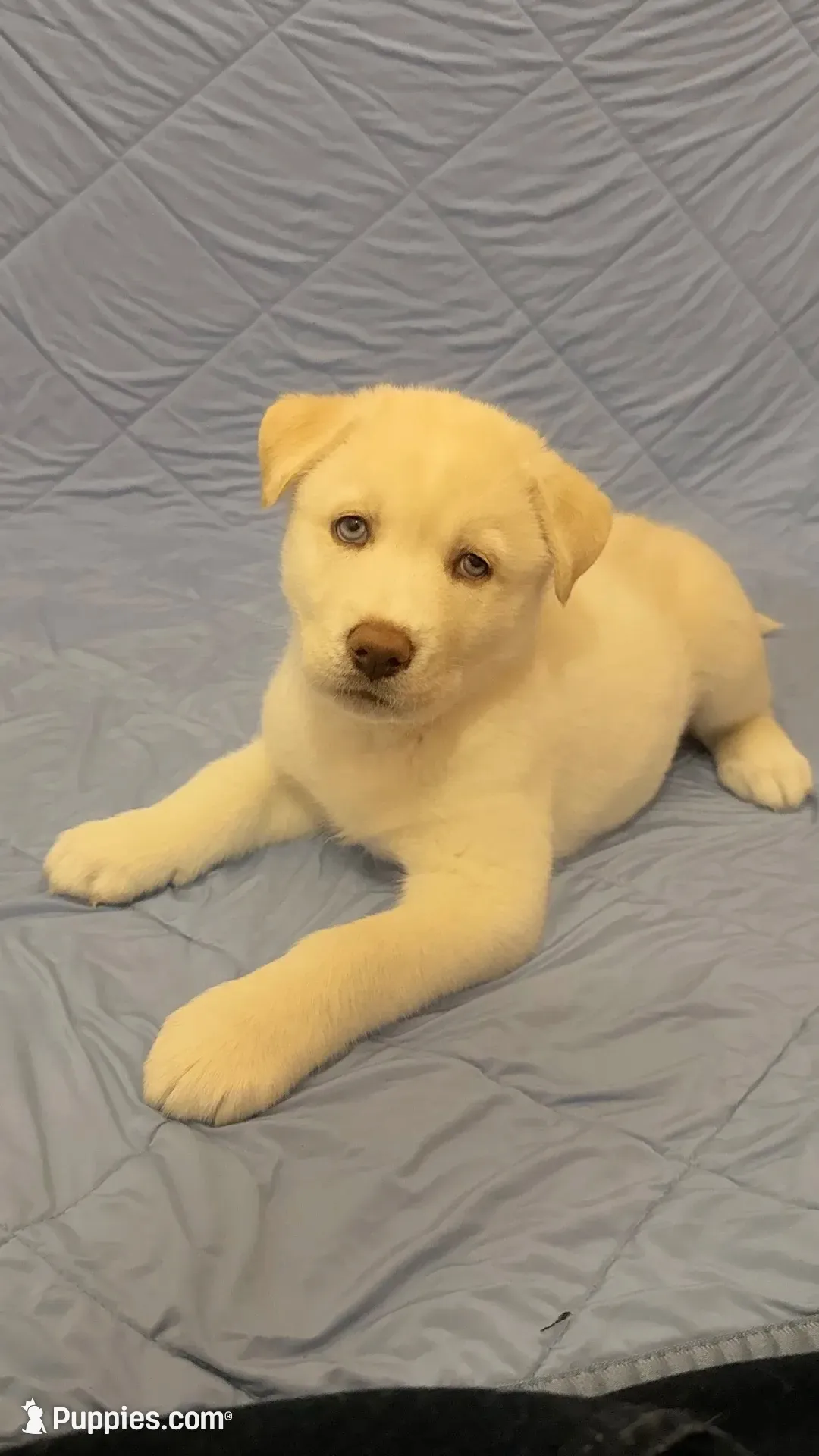 Green Collar, a male Siberian Husky for sale in Colorado Springs, CO – 1 of 3