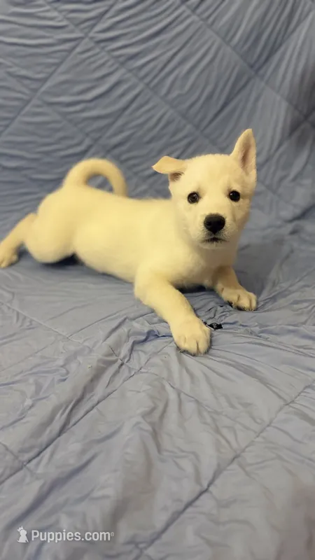 Brown Collar – Siberian Husky puppy for sale in Colorado Springs, CO