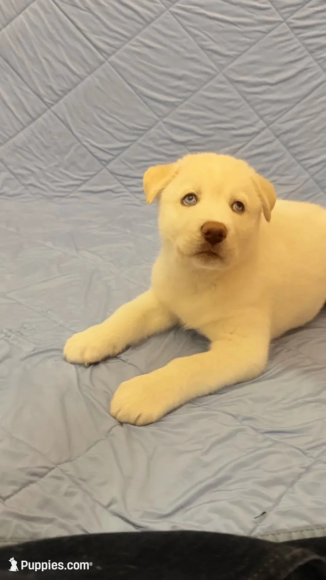 Green Collar, a male Siberian Husky for sale in Colorado Springs, CO – 2 of 3