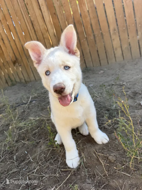 Blue Collar – Siberian Husky puppy for sale in Colorado Springs, CO