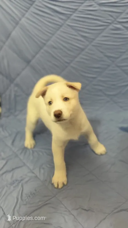 Blue Collar – Siberian Husky puppy for sale in Colorado Springs, CO