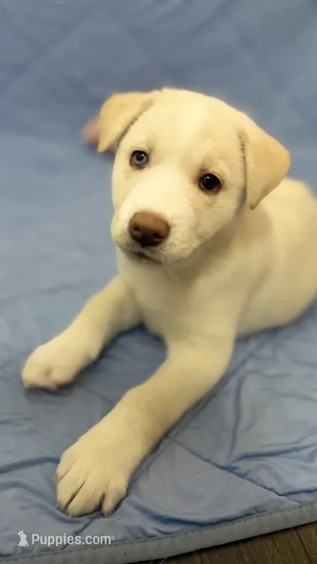 Red Collar – Siberian Husky puppy on hold in Colorado Springs, CO