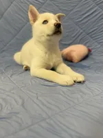 Pink Collar, a female Siberian Husky for sale in Colorado Springs, CO – 3 of 4