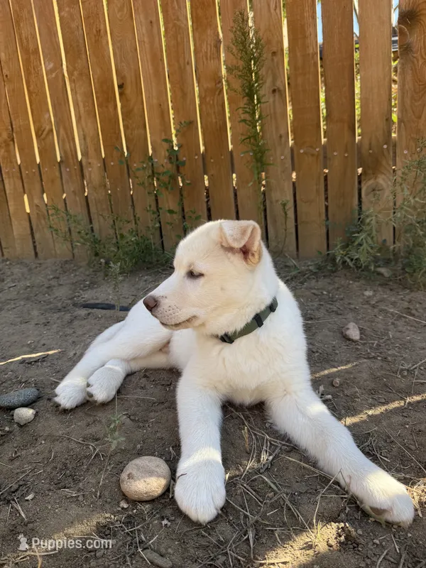 Green Collar – Siberian Husky puppy for sale in Colorado Springs, CO