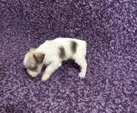 Tiny, a female Miniature Schnauzer for sale in Loxley, AL – 2 of 5