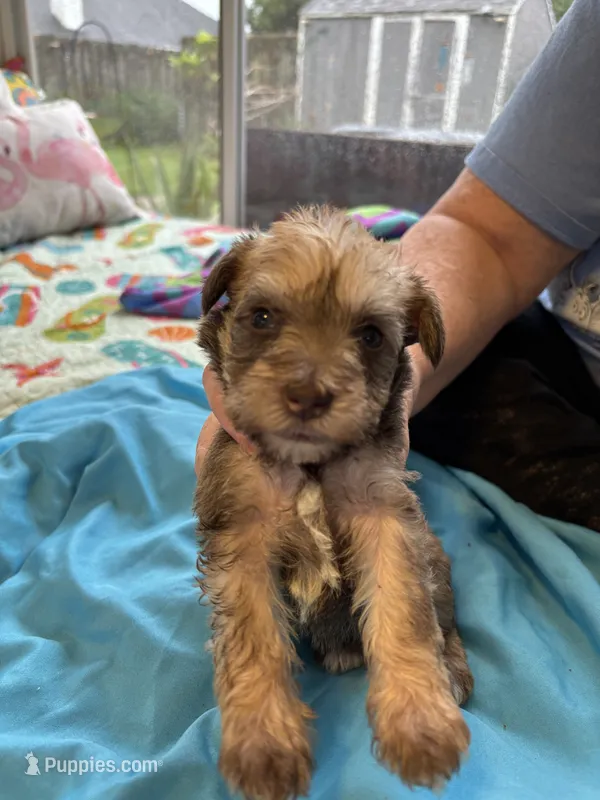 Faith – Miniature Schnauzer puppy for sale in Loxley, AL