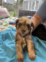 Faith, a female Miniature Schnauzer for sale in Loxley, AL – 1 of 4