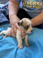 Tiny, a female Miniature Schnauzer for sale in Loxley, AL – 2 of 4