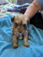 Faith, a female Miniature Schnauzer for sale in Loxley, AL – 2 of 4