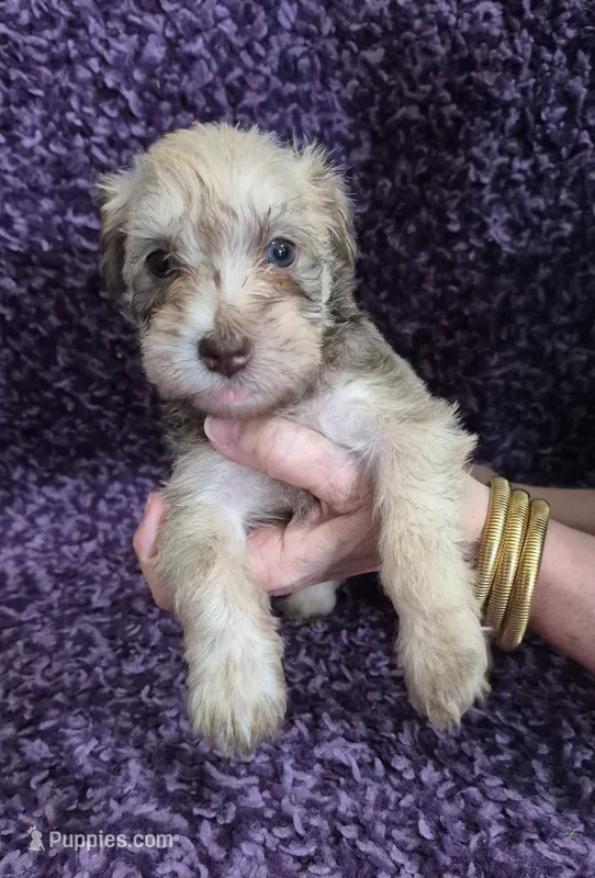 Bailey – Miniature Schnauzer puppy for sale in Loxley, AL