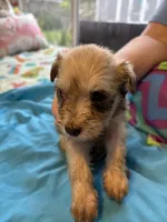 Bailey, a female Miniature Schnauzer for sale in Loxley, AL – 2 of 6