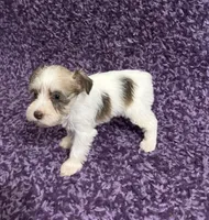Tiny, a female Miniature Schnauzer for sale in Loxley, AL – 3 of 5