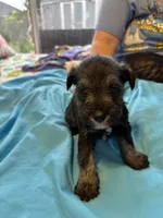 Boots, a male Miniature Schnauzer for sale in Loxley, AL – 2 of 4