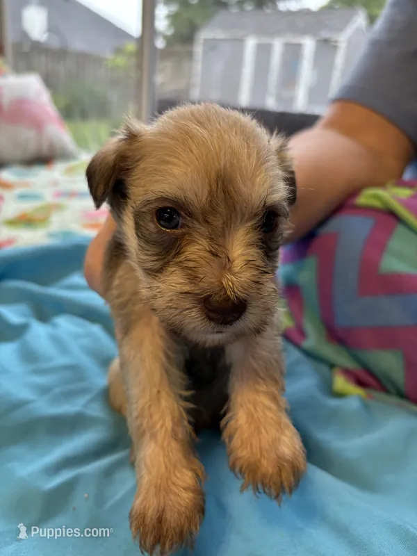 Bailey – Miniature Schnauzer puppy for sale in Loxley, AL