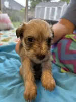 Bailey, a female Miniature Schnauzer for sale in Loxley, AL – 1 of 6