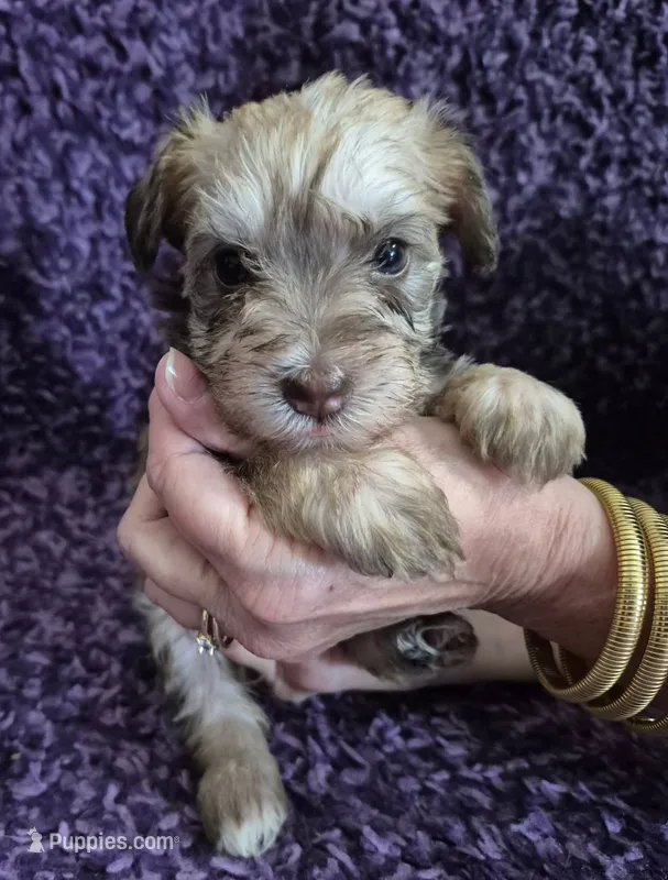Faith – Miniature Schnauzer puppy for sale in Loxley, AL