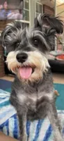 Skunk, a male Miniature Schnauzer for sale in Loxley, AL – 3 of 4