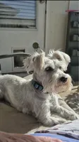 Bailey, a female Miniature Schnauzer for sale in Loxley, AL – 3 of 6
