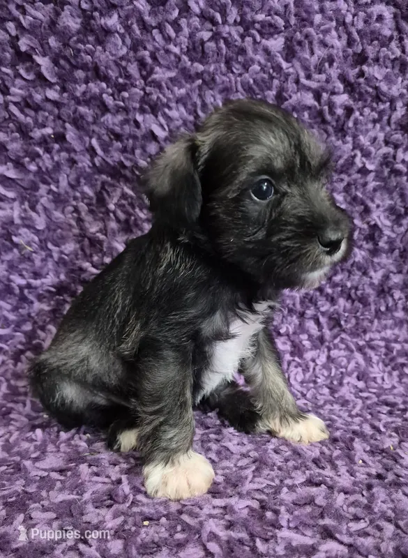 Bear – Miniature Schnauzer puppy for sale in Loxley, AL