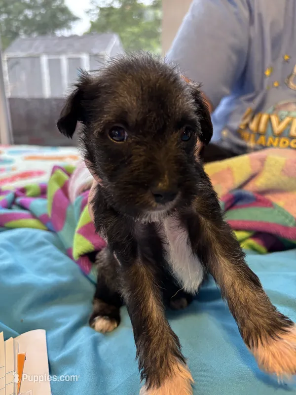 Bear – Miniature Schnauzer puppy for sale in Loxley, AL