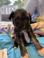 Bear, a male Miniature Schnauzer for sale in Loxley, AL – 1 of 4