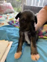 Bear, a male Miniature Schnauzer for sale in Loxley, AL – 2 of 4