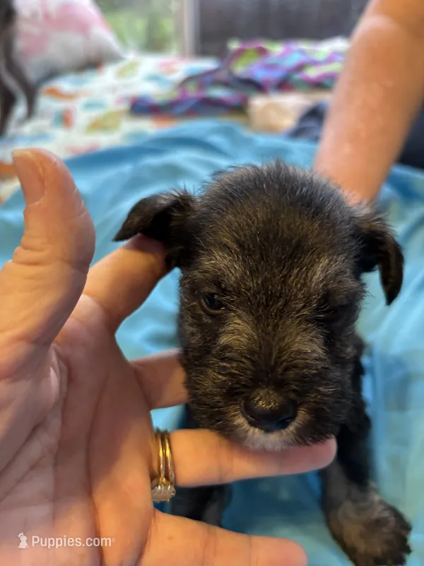 Boots – Miniature Schnauzer puppy for sale in Loxley, AL
