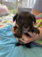 Skunk, a male Miniature Schnauzer for sale in Loxley, AL – 1 of 4