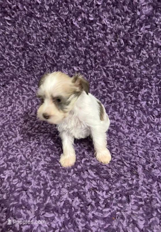 Tiny – Miniature Schnauzer puppy for sale in Loxley, AL