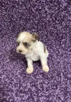 Tiny, a female Miniature Schnauzer for sale in Loxley, AL – 4 of 5