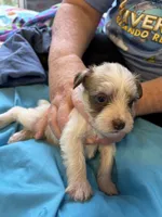 Tiny, a female Miniature Schnauzer for sale in Loxley, AL – 1 of 4