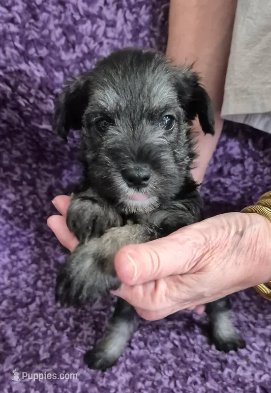 Boots – Miniature Schnauzer puppy for sale in Loxley, AL
