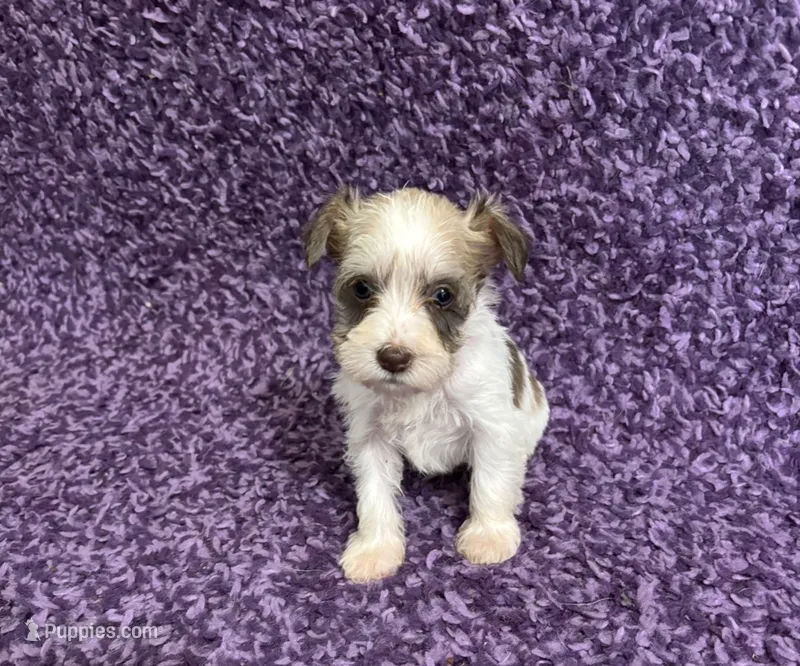 Tiny – Miniature Schnauzer puppy for sale in Loxley, AL