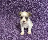 Tiny, a female Miniature Schnauzer for sale in Loxley, AL – 1 of 5