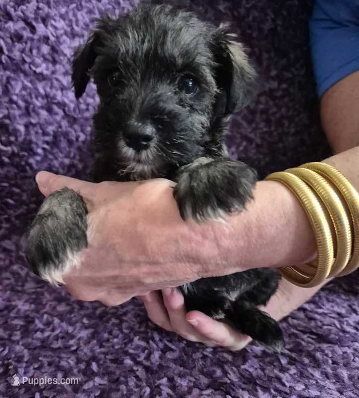 Skunk – Miniature Schnauzer puppy for sale in Loxley, AL