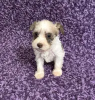 Tiny, a female Miniature Schnauzer for sale in Loxley, AL – 5 of 5
