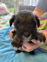 Skunk, a male Miniature Schnauzer for sale in Loxley, AL – 2 of 4