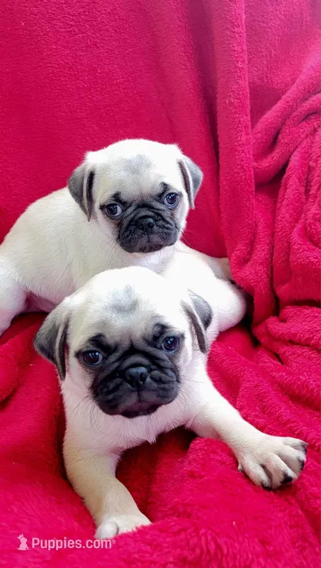 Baby Boy, a male Pug for sale in Ocala, FL – Photo 1 of 2