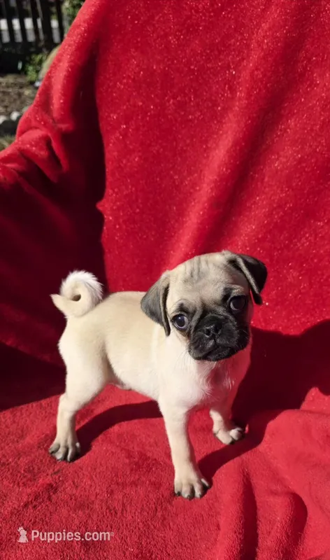 🥰 Pixie 🥰 – Pug puppy for sale in Ocala, FL
