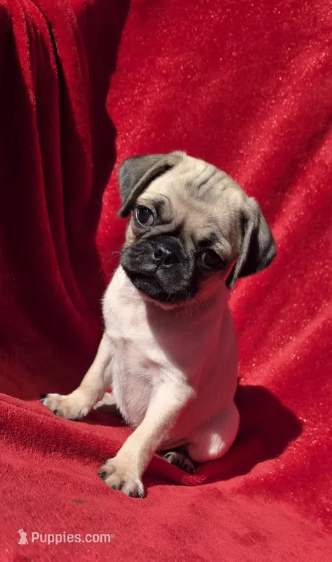 🥰 Pixie 🥰 – Pug puppy for sale in Ocala, FL