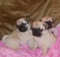 BABY GIRL, a female Pug for sale in Ocala, FL – Photo 2 of 4