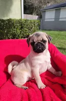 WILLOW, a female Pug for sale in Ocala, FL – Photo 1 of 4