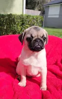 WILLOW, a female Pug for sale in Ocala, FL – Photo 4 of 4