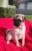 WILLOW, a female Pug for sale in Ocala, FL – Photo 3 of 4