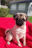 WILLOW, a female Pug for sale in Ocala, FL – Photo 2 of 4