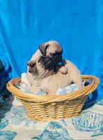 GRACIE, a female Pug for sale in Ocala, FL – Photo 4 of 7