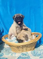 GRACIE, a female Pug for sale in Ocala, FL – Photo 2 of 7