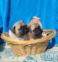 GRACIE, a female Pug for sale in Ocala, FL – Photo 5 of 7