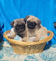 GRACIE, a female Pug for sale in Ocala, FL – Photo 1 of 7